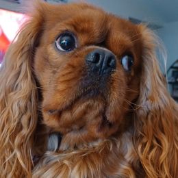 Marley - Cavalier King Charles Spaniel