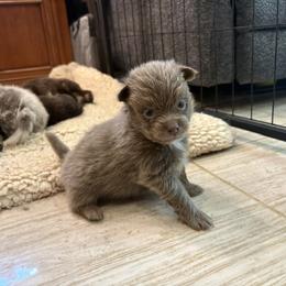 Lavender - Lavender male Pomeranian puppy in Skowhegan, Maine from Countryside Pomeranians