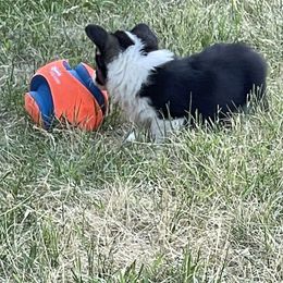 American Corgi and Pembroke Welsh Corgi Puppies from Bone Creek Ranch