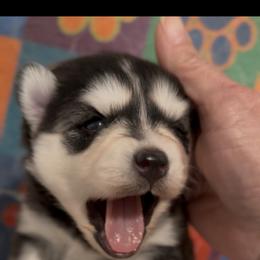 Selena - Black and white female Pomsky puppy in Spring Hill, Florida from PDQ Pomskies
