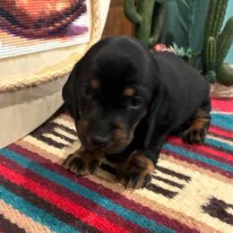 Black and tan - Black and tan male Dachshund puppy in Pleasant Plains, Arkansas from JGBs Dachshunds