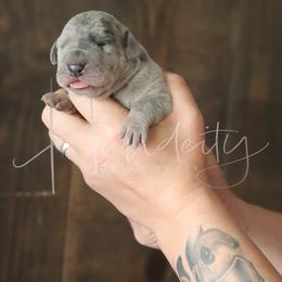 Button - Merle female Great Dane puppy in Denison, Texas from Hundeity Great Danes