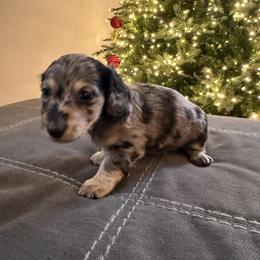 Dachshund Puppies from Birkin’ Paws