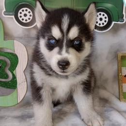 Siberian Huskies from Shelby's Siberians & Shepherds