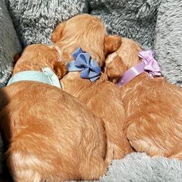 Poodle and Shih Tzu Puppies from Amarilys ShihTzus & Poodles