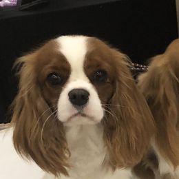 Cavalier King Charles Spaniel All Grown Up from Saranade Cavaliers