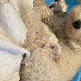 Pearl - Bichon Frise