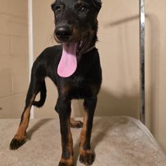 Baylee - Black and tan female Beauceron puppy in Vale, North Carolina from Von Katzenstein Kennel