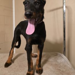 Baylee - Black and tan female Beauceron puppy in Vale, North Carolina from Von Katzenstein Kennel