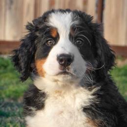 Bernese Mountain Dog Puppies from Berner Dynasty