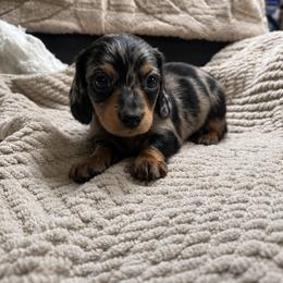 Pete - Dapple male Dachshund puppy in Moreno Valley, California from rdachshunds
