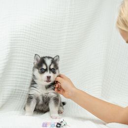 Sweeti - Black and white female Pomsky puppy in Spring City, Pennsylvania from Pomsky Power Puppies