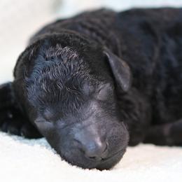 Poodle Puppies from Anutta Poodles