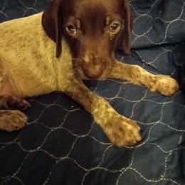 Boy 3 grey - Liver roan male German Shorthaired Pointer puppy in St. Petersburg, Florida from Dancin' German Shorthaired Pointer's