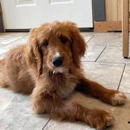 Quiche - Red  female Goldendoodle puppy in Sugarcreek, Ohio from True Hearted Doodles