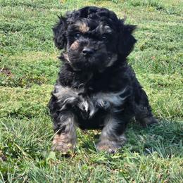 Utah - Phantom male Poodle puppy in Covington, Virginia from A  Gift from above kennel,  LLC
