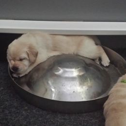 Labrador Retriever Puppies from Evermor Labradors