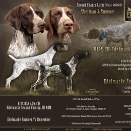 German Shorthaired Pointer puppies from Edelmarke GSPs Reg’d