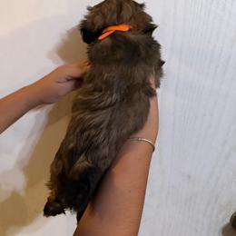 Boy 1 - Sable and white male Shih Tzu puppy in Seguin, Texas from Dolled Up Shih Tzus