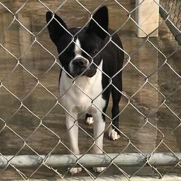 Bertie - Boston Terrier