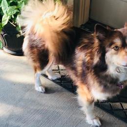 Sasha - Pomsky