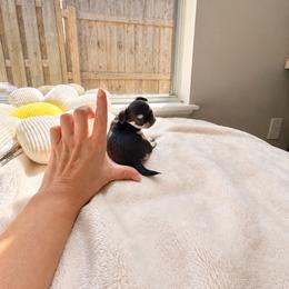 Baby Bambi - Black and tan female Chihuahua puppy in Jacksonville, Florida from Petits Chihuahuas