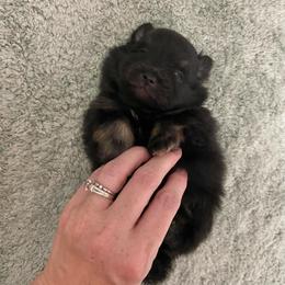 Perfect little black and tan boy - Black and tan male Pomeranian puppy in Kelso, Washington from Highlander Pomeranians