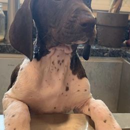 German Shorthaired Pointers from Breslin German Shorthaired Pointers