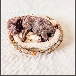 Slate - Brown male Bernedoodle puppy in Lake City, Florida from 224 Doodles and Poodles