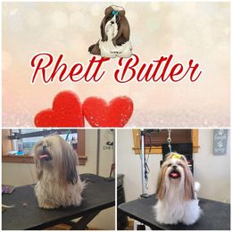 Shih Tzu All Grown Up from Snowhisper Shih Tzu