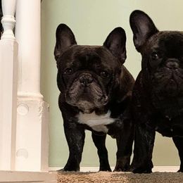 French Bulldogs from Ruchi French Bulldogs