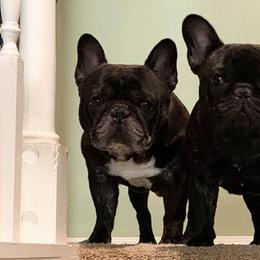 French Bulldogs from Ruchi French Bulldogs