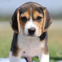 AKC 'Renegade' - Black tan and white male Beagle puppy in Lamar, Missouri from Marti Acres ~ Boston Terrier & Beagles