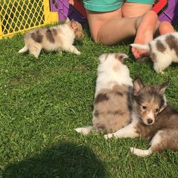 Rottweiler and Shetland Sheepdog Puppies from Mountain High Kennels