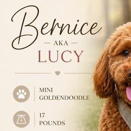 Bernice - Goldendoodle