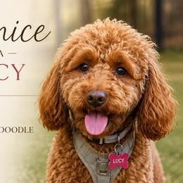 Bernice - Goldendoodle