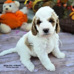 White Girl - Parti female Goldendoodle puppy in Coppell, Texas from Bethel Stream Goldendoodles