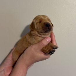 Black Collar Boy - Dark golden male Golden Retriever puppy in Salisbury, North Carolina from Piedmont Golden Retrievers