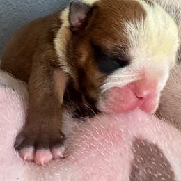 Boy3 - White male Bulldog puppy in Fayettville Ar, Arkansas from Ozark Bulldogs and doodles