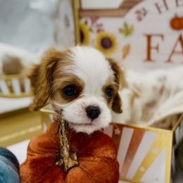 Blenheim boy - small - Blenheim male Cavalier King Charles Spaniel puppy in Fayetteville, Arkansas from Sharp's Cavaliers