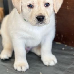 Labrador Retriever Puppies from Lacey’s Labradors