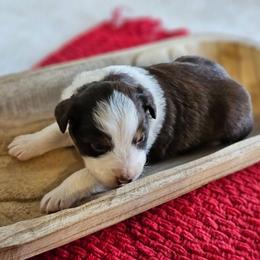 Rex - Red tri-color male Australian Shepherd puppy in Mountain Grove, Missouri from K Bar H Farms