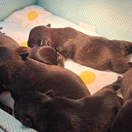 French Bulldogs from Fuzzy Angels