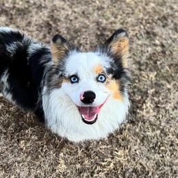 American Corgis and Pembroke Welsh Corgis from Magnolia Trace Corgis