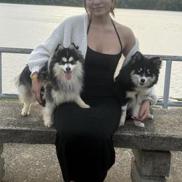 Pomsky, Shetland Sheepdog, and Toy Shetland Sheepdog Puppies from Mountain High Kennels