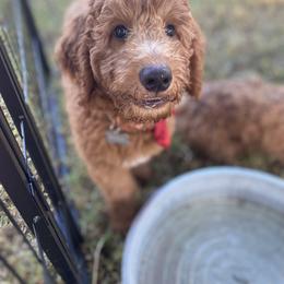 Goldendoodle Puppies from Dhalia’s Doodles
