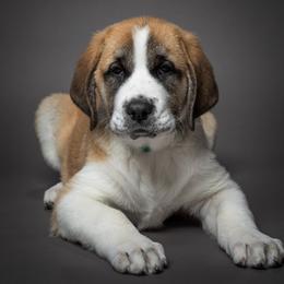 Anatolian Shepherd Dog Puppies from Fiddler’s Dream Anatolians