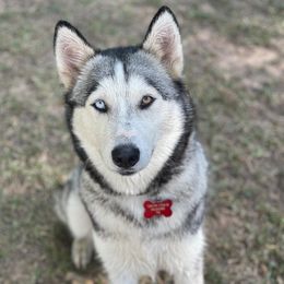 Ahri - Siberian Husky