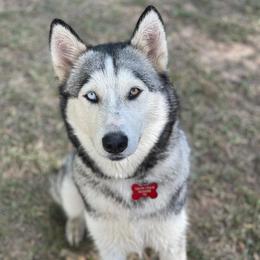 Ahri - Siberian Husky