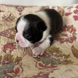 Salem - Black and white male Boston Terrier puppy in Alabama from Southern Bulldogs